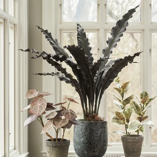 Mr Plant Asplenium Tre 90 cm Mr Plant Asplenium Tre 90 cm