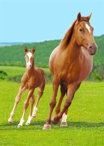 Borg Living Fleece teppe Horse with foal 100x140 cm