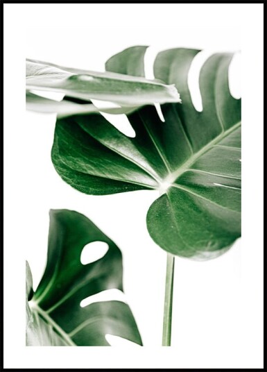 Monstera Leaves Plakat Plakat / 70x100cm Monstera Leaves Plakat Plakat / 70x100cm