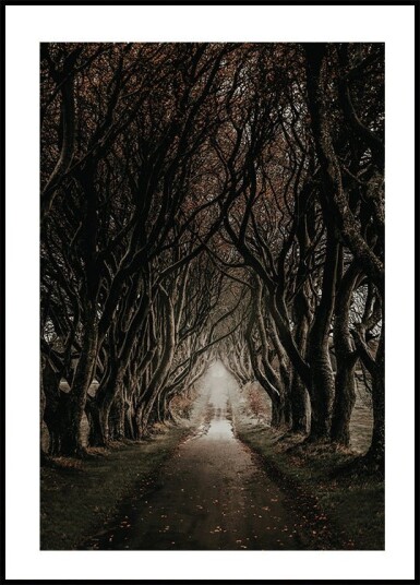 Road Through The Dark Hedges Plakat Plakat / 21x30cm