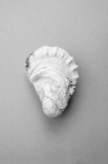 Malerifabrikken Poster Oyster 2 1713373-01-136