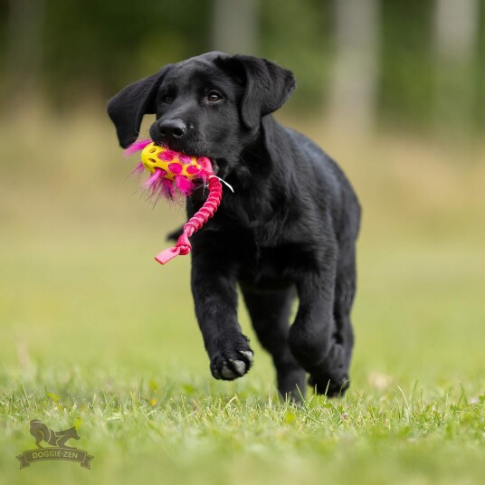 Doggie Zen Bungee Knot Tug Med Hol Ee Football Og Falsk Pelsfyll S