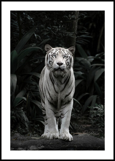 White Tiger Plakat Plakat / 70x100cm White Tiger Plakat Plakat / 70x100cm