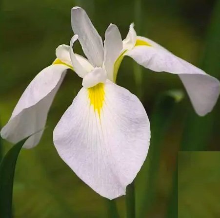Sumpplante "Iris kampferi White" Sumpplante "Iris kampferi White"