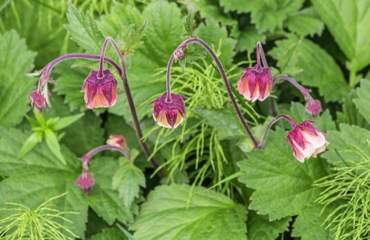 Sumpplante "Geum rivale"