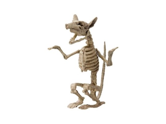 Siddende Rotteskelet