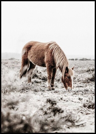 Wild Horse in Field Plakat Plakat / 70x100cm