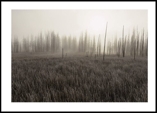 Tangled Creek Plakat Plakat / 40x50cm