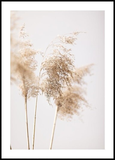 Reed Grass Grey 09 Poster Plakat / 50x70cm