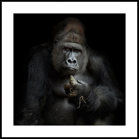 IMHO Plakat Plakat / 50x50cm