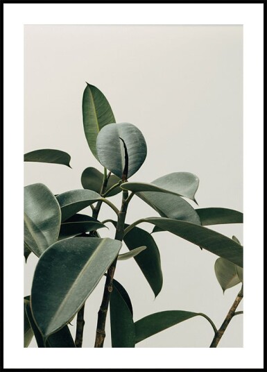 Rubber Plant Botanical Plakat Plakat / 40x50cm