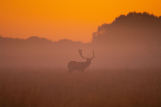 Dawning of a new day av Daniel Faisst Dawning of a new day av Daniel Faisst