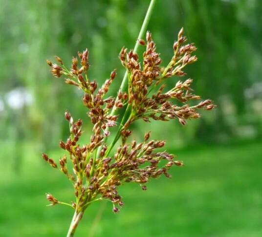 Sumpplante "Juncus inflexus"
