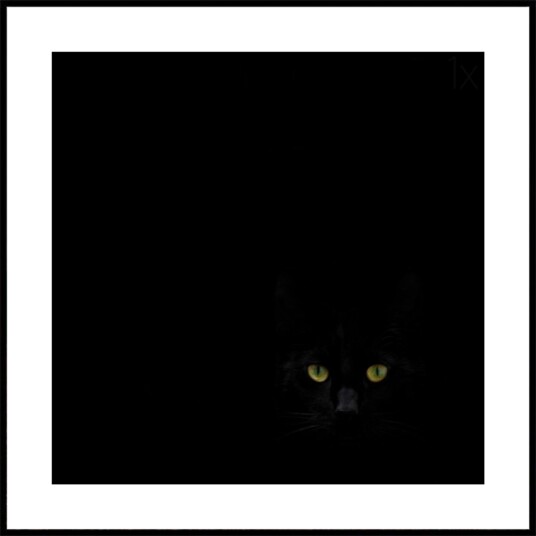 Black Cat"s Gaze Plakat / 100x100 Black Cat"s Gaze Plakat / 100x100