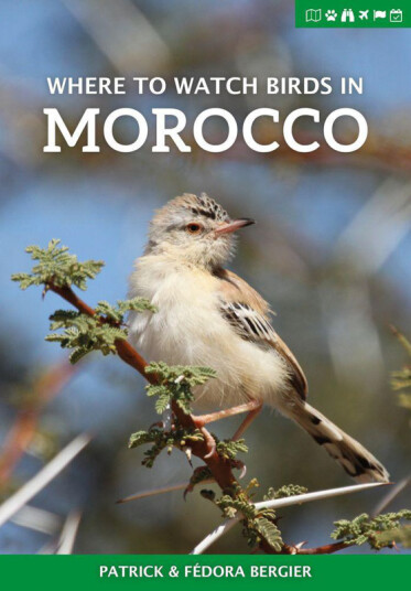 Where to Watch Birds in Morocco Where to Watch Birds in Morocco