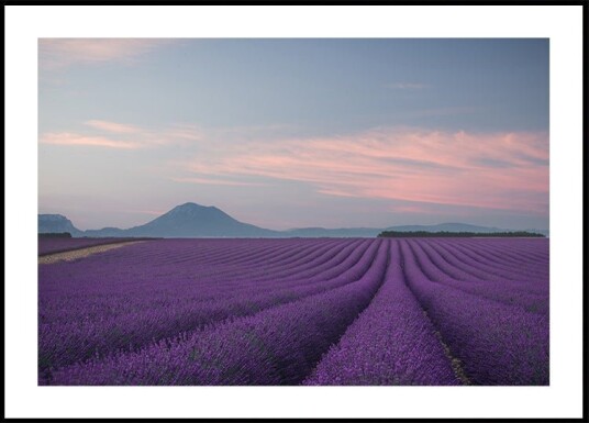 Lavender field Plakat / 21x30cm