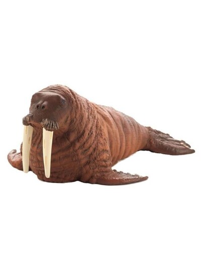 Mojo   Sealife Walrus