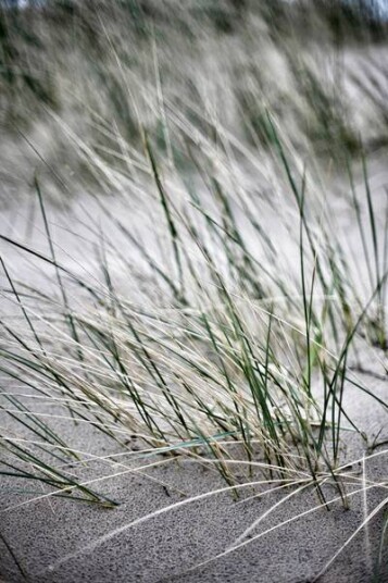 Malerifabrikken Poster Wild straws 1715110-02-0 1713406-01-118