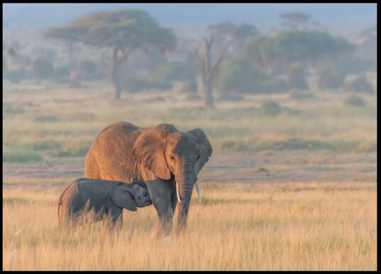 African Elephant Mother Calf Plakat / 21x30 African Elephant Mother Calf Plakat / 21x30
