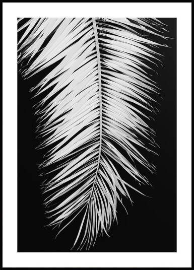 Pictufy Studio Iii Palmblad No.4 Plakat Plakat / 30x40cm
