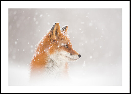 Snow is falling… Plakat Plakat / 100x150cm Snow is falling… Plakat Plakat / 100x150cm