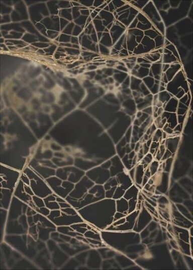 Malerifabrikken Poster Leaf skeleton dark 1590545-01-136