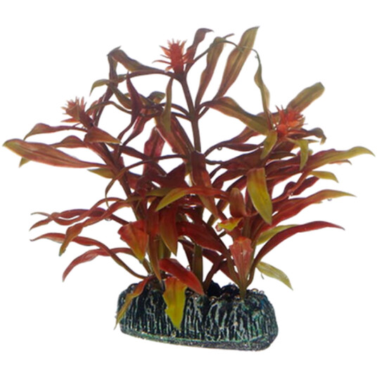 Nesaea Red 7 cm