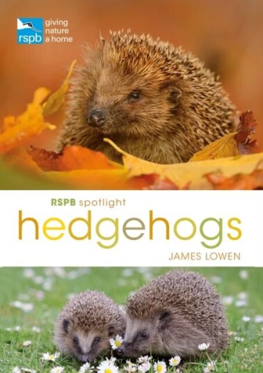 Rspb Spotlight Hedgehogs Av James Lowen