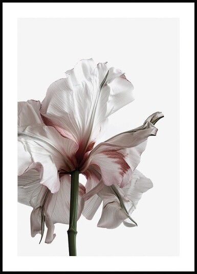 Wilting Beauty: A Drying Flower Plakat Plakat / 40x50cm