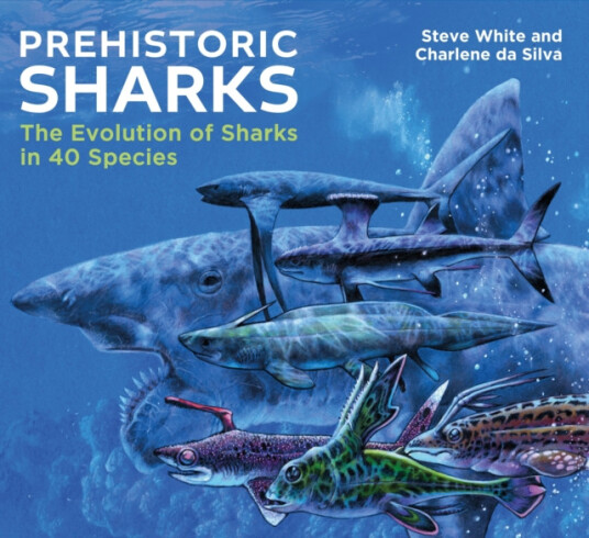 Prehistoric Sharks  The Evolution of Sharks in 40 Species