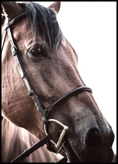 Brown Horse Plakat Plakat / 40x50cm