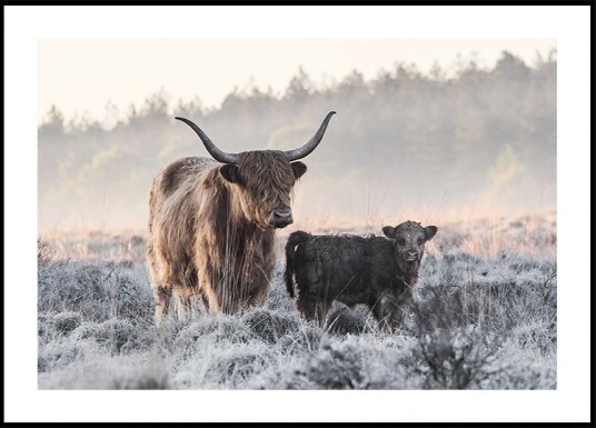 Highlander and Calf Poster Plakat / 21x30cm