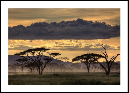 Good evening tanazania Plakat / 30x40cm