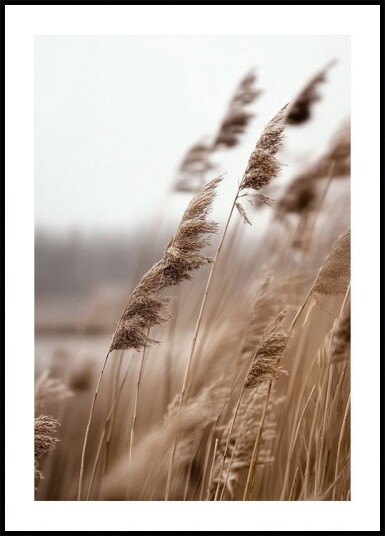 Golden Grass in Warm Breeze Plakat Plakat / 30x40cm Golden Grass in Warm Breeze Plakat Plakat / 30x40cm