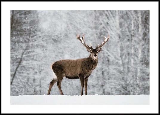 Majestic Deer in Snowy Forest Plakat Plakat / 21x30cm