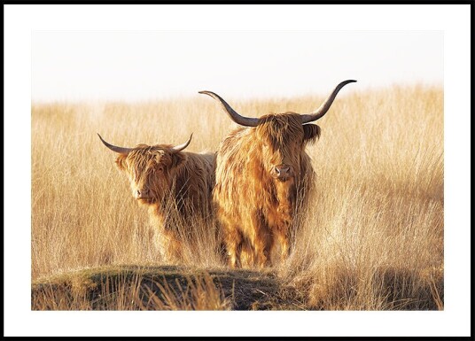 Young and Old Highlander Plakat Plakat / 30x40cm Young and Old Highlander Plakat Plakat / 30x40cm