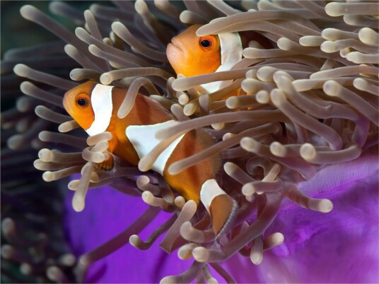 Fototapet Clownfish 350x270 - Artgeist sp. z o. o.