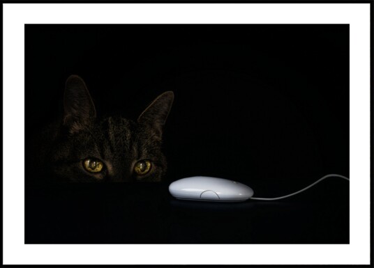 Cat"s Curious Gaze Plakat / 100x150