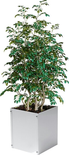 Plantekasse Skotte Garden