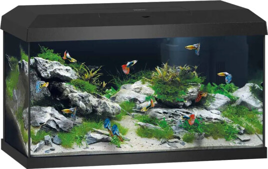 Juwel Akvarium Primo 60 Black 2.0 61X31X37 cm Ca 57L Fisk Akvarier Juwel Juwel Akvarium Primo 60 Black 2.0 61X31X37 cm Ca 57L Fisk Akvarier Juwel