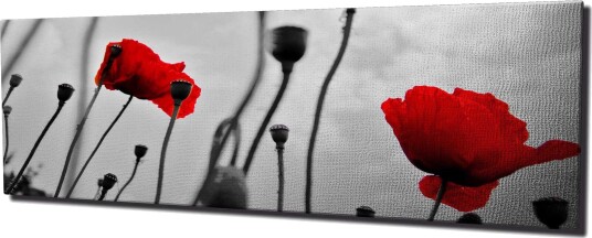 Lerretsbilde 80x30 cm Rød valmue mot svart og hvit bakgrunn Rød / Svart / Grå