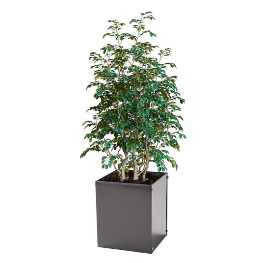 Plantekasse Skotte Garden