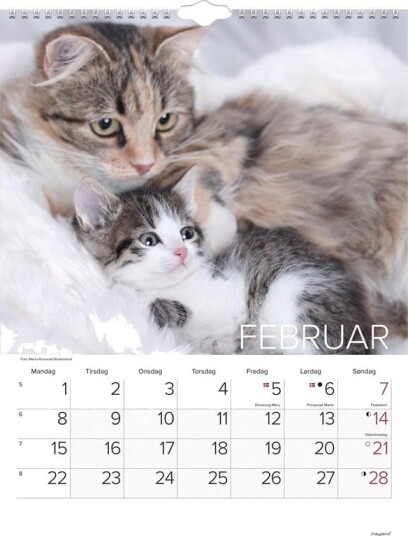 Mayland Vgkalender Katte 2027