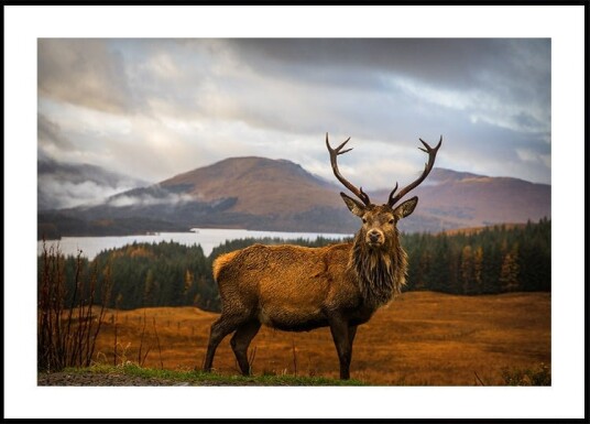 Scottish Stag Poster Plakat / 30x40cm Scottish Stag Poster Plakat / 30x40cm
