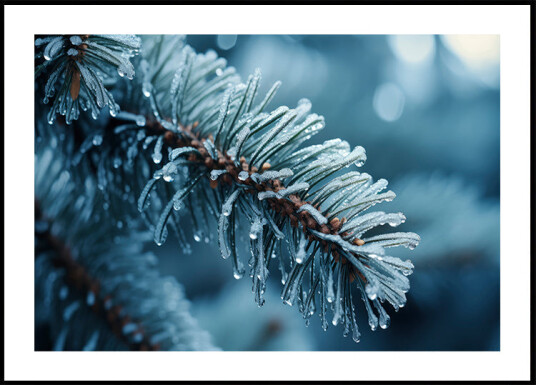 Frost Kissed Pine Plakat Plakat / 100x150cm