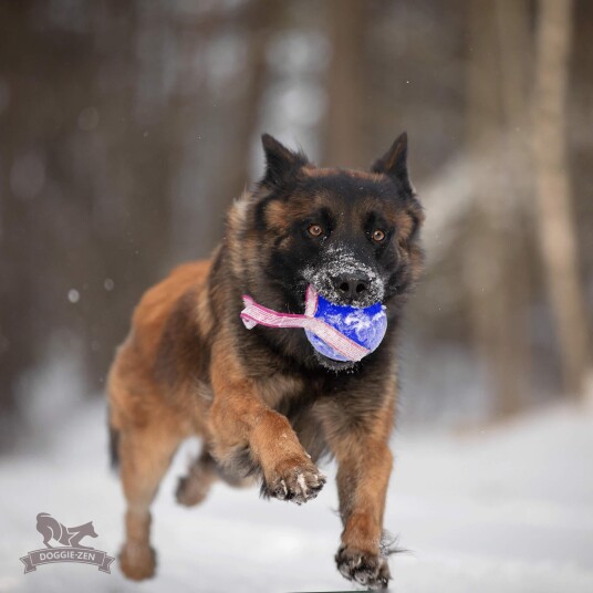 Doggie-Zen Doggie-Zen Sure Grip Orbee-Tuff Planet Ball Hundeleke L Doggie-Zen Doggie-Zen Sure Grip Orbee-Tuff Planet Ball Hundeleke L
