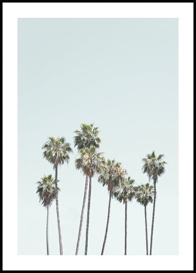 Blue Palm Trees Plakat Plakat / 50x70cm