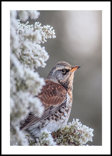Fieldfare in a winter setting Plakat Plakat / 21x30cm Fieldfare in a winter setting Plakat Plakat / 21x30cm