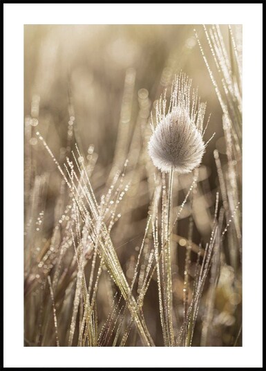 Dew-Covered Grass Head Plakat Plakat / 30x40cm