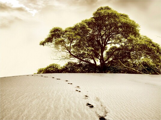 Fototapet Tree Desert 250x193 - Artgeist sp. z o. o.